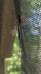 Rhyssella nitida