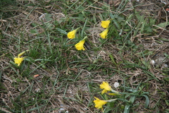 Narcissus cuneiflorus