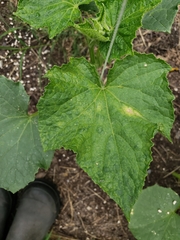 Cucumber mosaic virus
