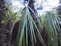 Trithrinax schizophylla