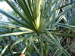 Trithrinax schizophylla