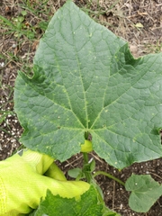 Cucumber mosaic virus