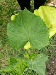 Cucumber mosaic virus