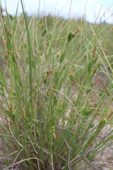 Carex extensa