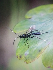Ichneumonidae