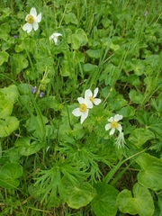Anemonastrum sibiricum