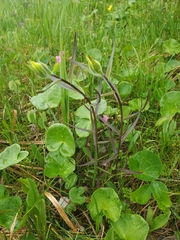 Castilleja unalaschcensis