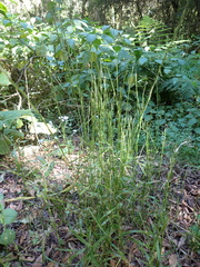 Lolium canariense