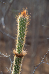 Arrojadoa rhodantha