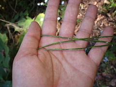 Lolium canariense