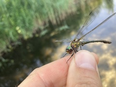 Oxygastra curtisii