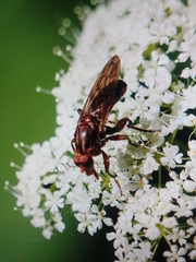 Diptera
