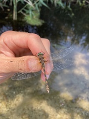 Oxygastra curtisii