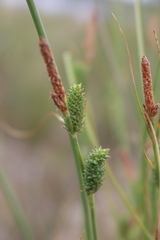 Carex extensa