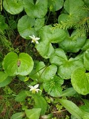 Caltha biflora