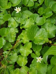 Caltha biflora