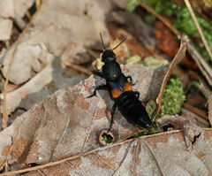 Platydracus fossator