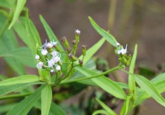 Chromolaena christieana