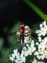 Diptera