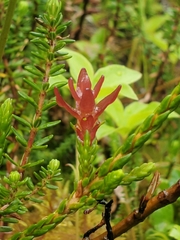 Exobasidium cassiopes