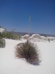 Dasylirion cedrosanum