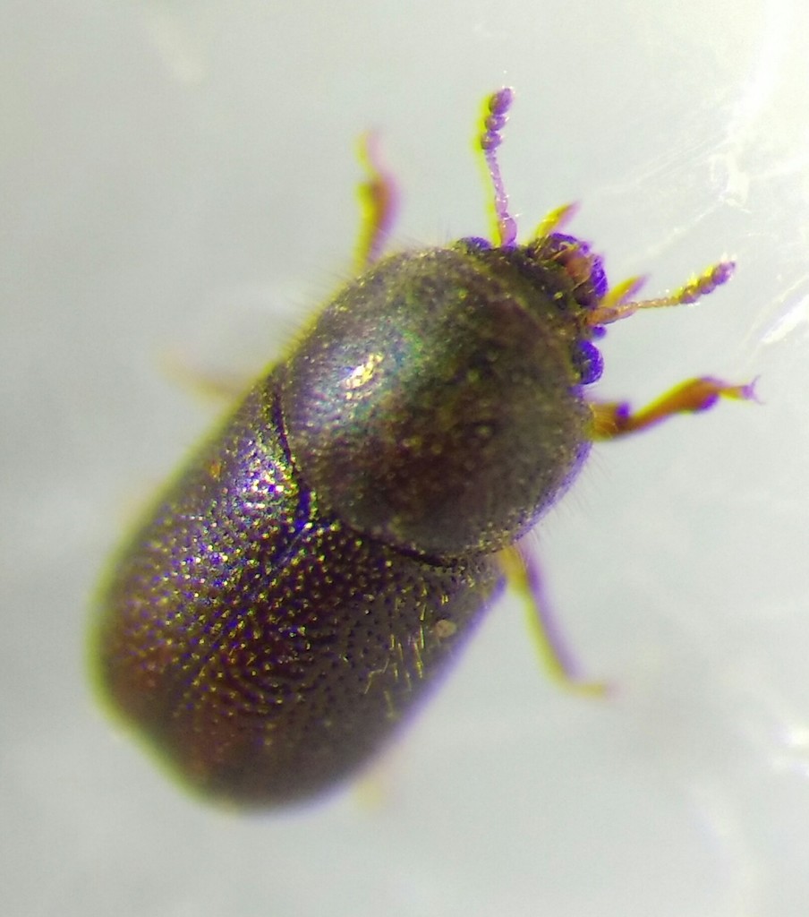 Rhopalodontus perforatus