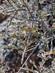 Krameria cistoidea