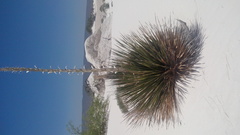 Dasylirion cedrosanum