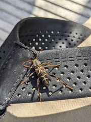 Neoclytus mucronatus