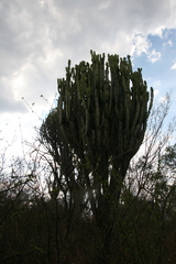 Euphorbia ingens