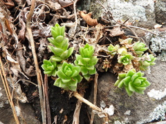 Sedum glabrum