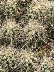 Echinocereus