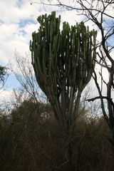 Euphorbia ingens
