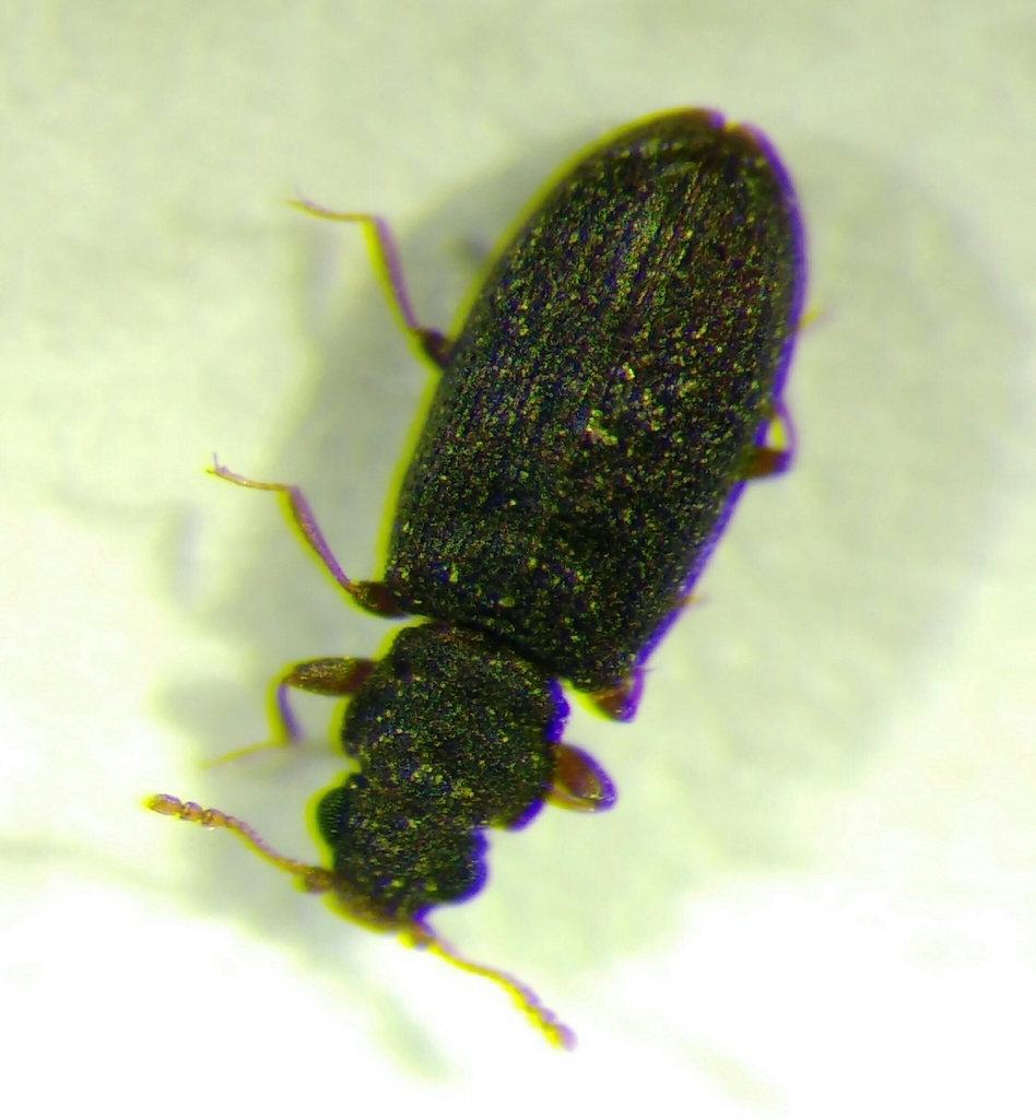 Enicmus brevicornis