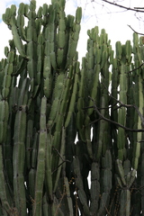 Euphorbia ingens