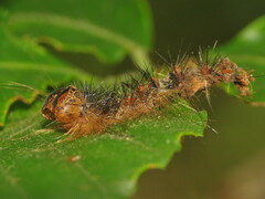 Entomophaga maimaiga
