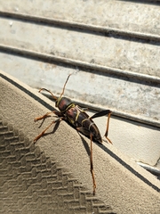 Neoclytus mucronatus