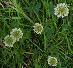 Trifolium repens