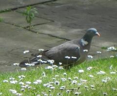 Columba palumbus