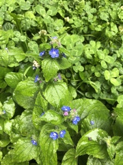 Pentaglottis sempervirens