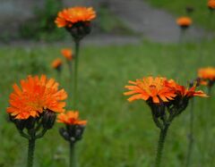 Pilosella aurantiaca