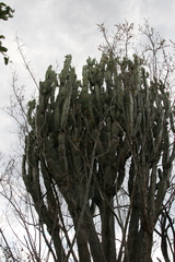 Euphorbia ingens