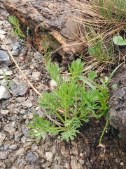 Artemisia norvegica