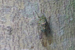 Dundubia