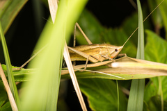 Euconocephalus varius