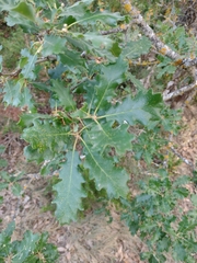 Quercus pubescens subpyrenaica
