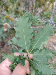 Quercus pubescens subpyrenaica