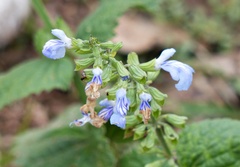 Salvia cardiophylla