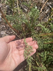 Packera millefolium