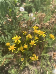 Packera millefolium